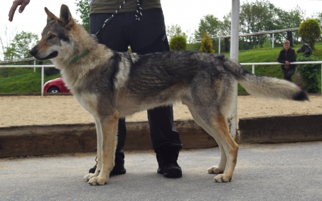 Ares Kalix Wolf