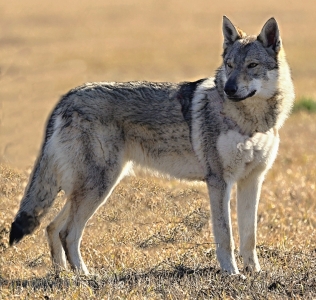 BALADA Dunajský vlk