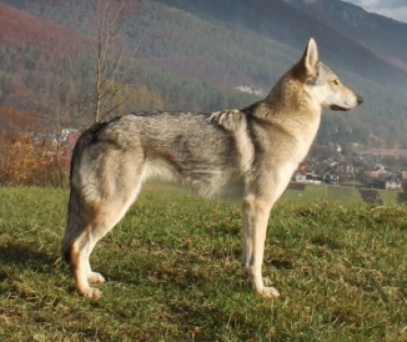 ARIANA Zdychavský vlk